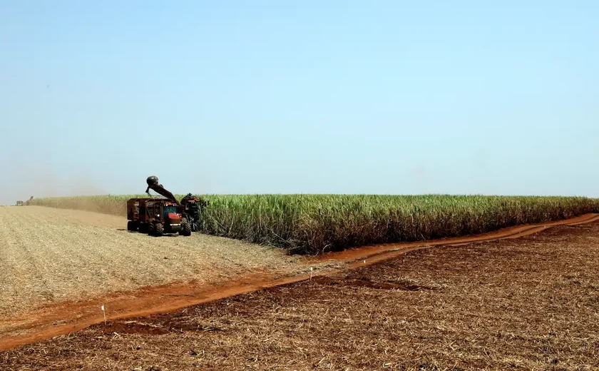 IBGE prevê safra recorde de 346 milhões de toneladas em 2025