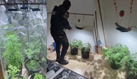 PM desmonta esquema de tráfico de drogas em Delmiro Gouveia e  descobre até estufa de maconha