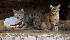 Mortes e abandono de gatos preocupam moradores do Barro Duro