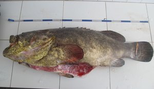IBAMA apreende peixe Mero, ameaçado de extinção, em peixaria de Salvador