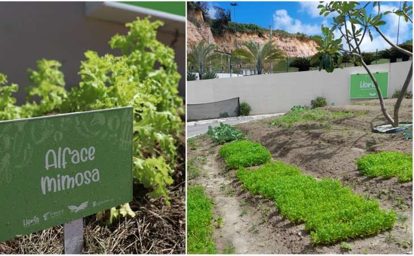 Horta comunitária do Parque Shopping ganha prêmio nacional da rede Aliansce Sonae