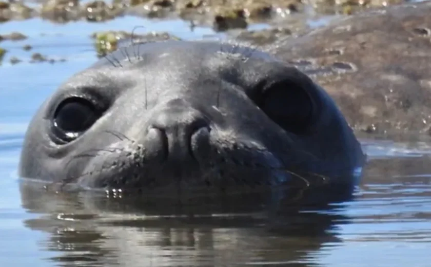 Elefante-marinho “Leôncio” reaparece no Litoral Sul de Alagoas após um dia desaparecido
