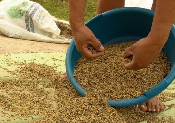 Novas variedades de arroz são testadas para cultivo no Baixo São Francisco alagoano