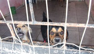 Lei municipal prevê leilão de cães de rua