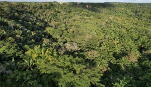 Alagoas possui apenas 3% da sua Mata Atlântica