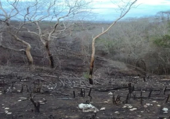 MPF aciona herdeiros de fazenda por degradação ambiental em terra indígena de Alagoas