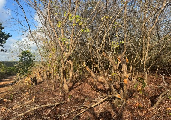 IMA/AL autua Norcon por destruição em Sítio Merenda da família Vieira