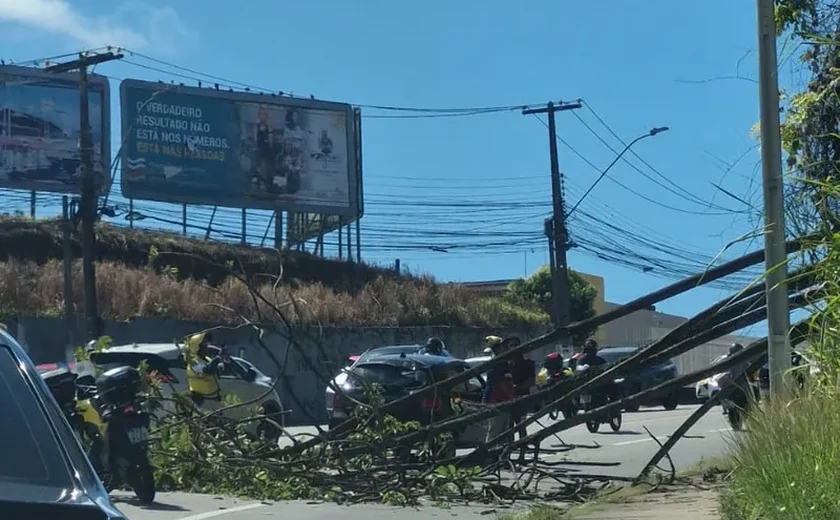 Árvore cai sobre carro e provoca lentidão na Avenida Leste-Oeste, em Maceió