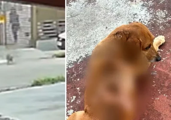 Mulher joga óleo quente em cão comunitário