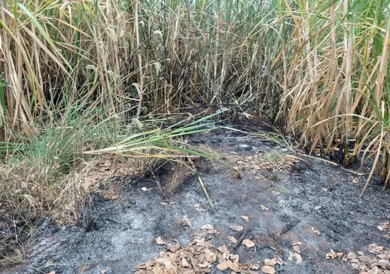 Corpo em avançado estado de decomposição é encontrado em canavial