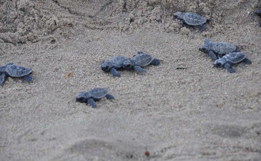 Mais de 140 tartarugas marinhas nascem em PE