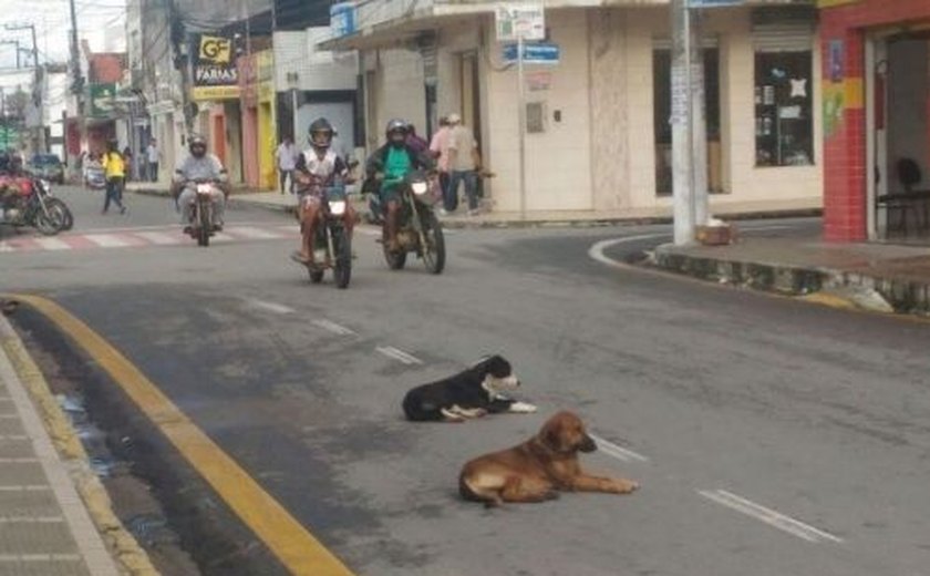 Projeto prevê a castração de 1200 cães e gatos em Arapiraca