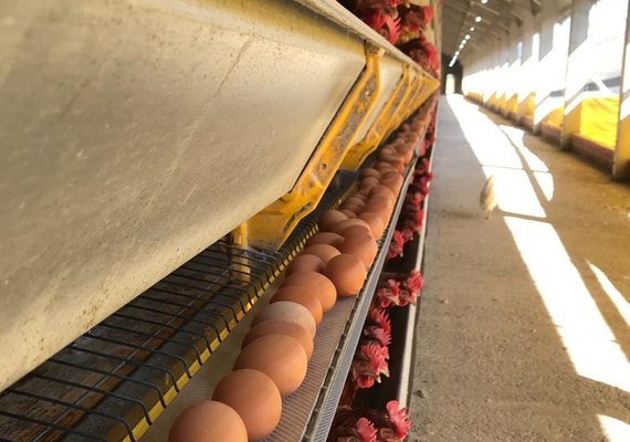 Aves bem nutridas produzem ovos de qualidade