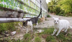 Cerca de 70 animais morreram em bairros com afundamento