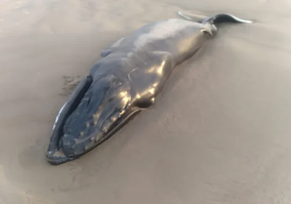 Filhote de baleia jubarte é encontrado encalhado na Praia do Pontal do Peba