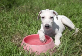 Saúde orienta tutores sobre cuidados com os pets durante o verão