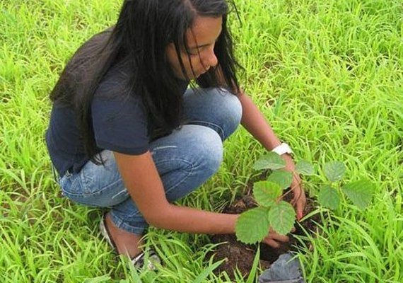 Ação de reflorestamento ontabiliza mais de 30 mil mudas semeadas em Alagoas