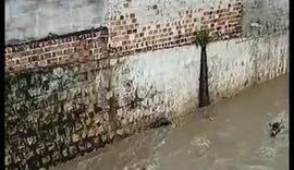 Animais são arrastados por correnteza do Rio Paraíba do Meio em Viçosa