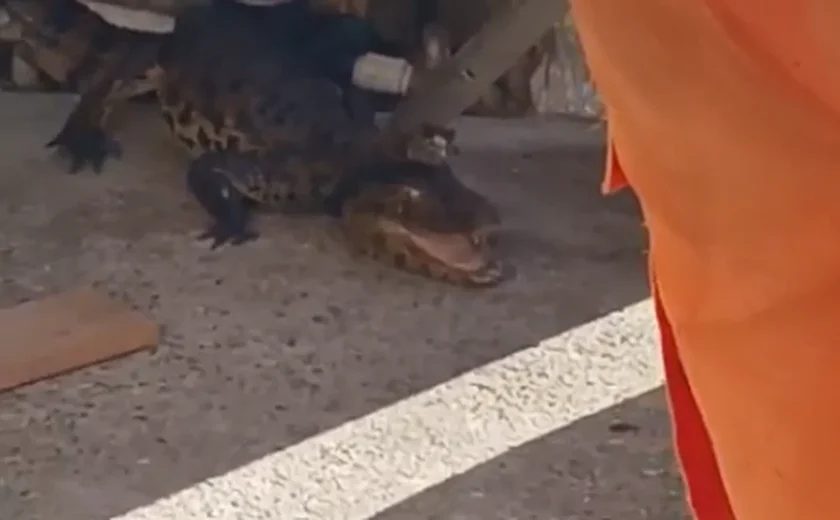 Jacaré é encontrado na entrada de casa em bairro de Arapiraca