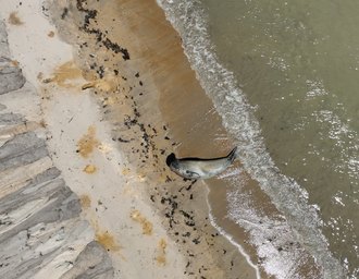 Elefante-marinho é visto em Maceió após dias no litoral e mobiliza monitoramento