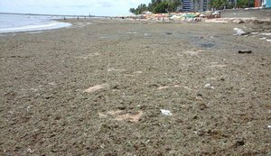 IMA intima prefeitura de Maceió a remover sargaço e lixo da praia da Ponta Verde