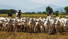 Rebanho bovino cai 3%, mas produção de leite movimenta R$ 1,3 bilhão em Alagoas