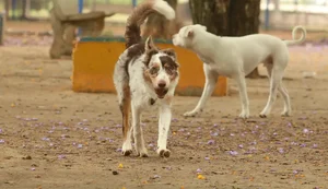 Brasil tem cerca de 30 milhões de animais domésticos abandonados