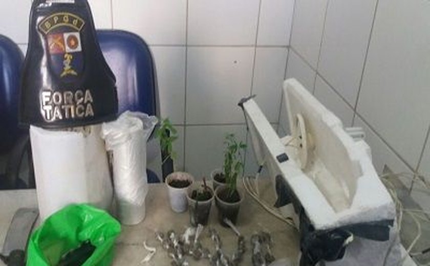PM encontra plantação de maconha em estufa improvisada na capital
