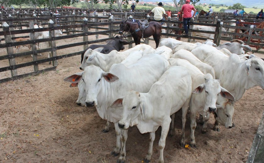 Vaca Louca: governo brasileiro diz que investiga suspeita da doença