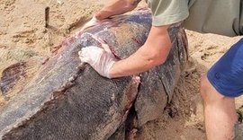 Ufal Penedo recebe parte de peixe Mero em tamanho raro para pesquisas