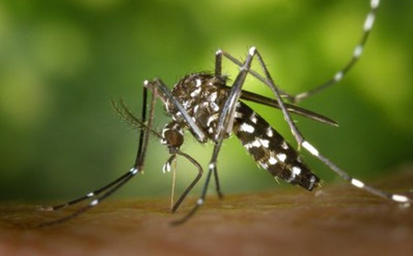 Nordeste apresenta menor incidência de dengue do país