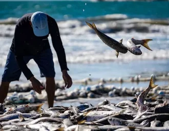 Pesca de tainha por arrasto de praia é suspensa após cota atingir 90% do limite permitido