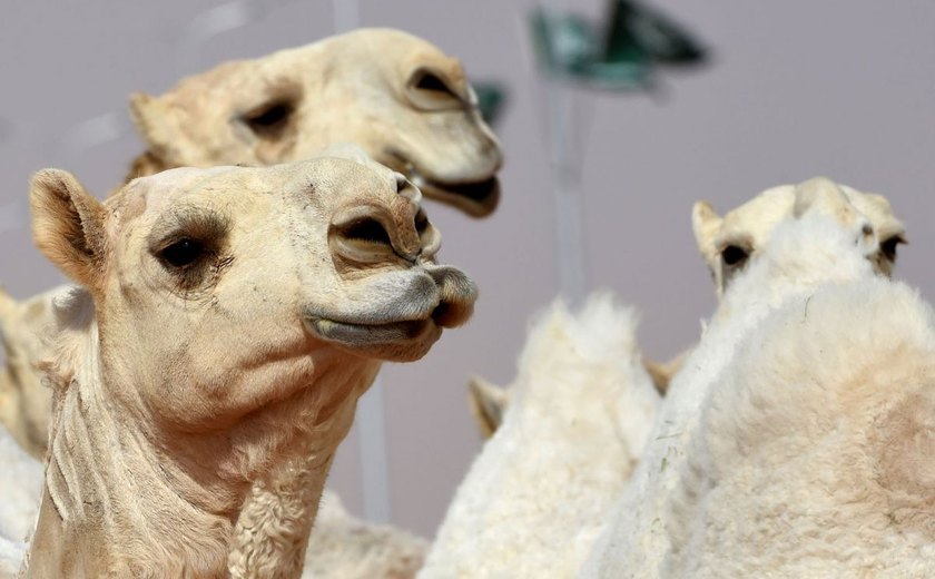 Austrália vai matar 10 mil camelos selvagens