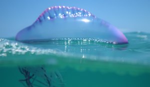 Professor da Ufal explica como evitar acidentes com animais marinhos durante o verão