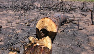 Relatório aponta redução do desmatamento no Brasil, mas reforça desafios para a conservação da Caatinga