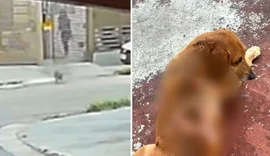 Mulher joga óleo quente em cão comunitário