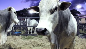 Alagoas inicia dia 1° de novembro a segunda etapa da campanha de vacinação contra a febre aftosa