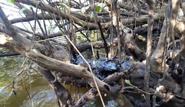 Pesquisadores da Ufal alertam para a calamidade pública na área ambiental