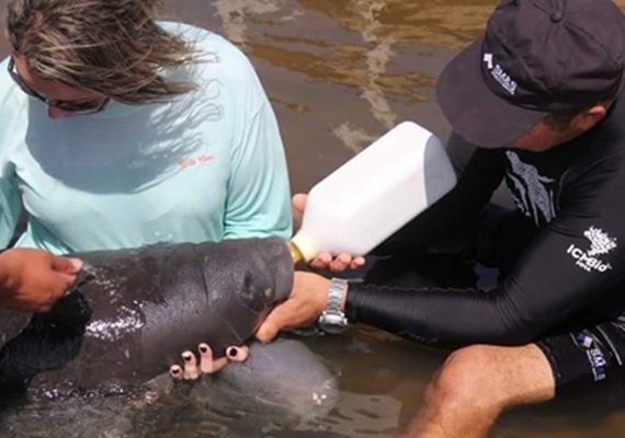 Projeto registra nascimento inédito