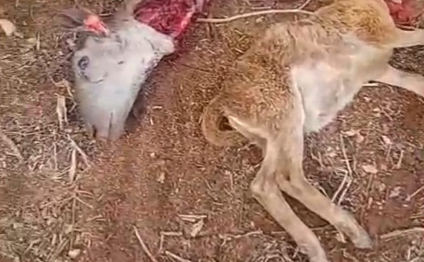 Criatura misteriosa só ataca porcos e ovelhas