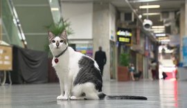 Gato 'ganha na Justiça' o direito de circular por galeria de Copacabana, Zona Sul do Rio