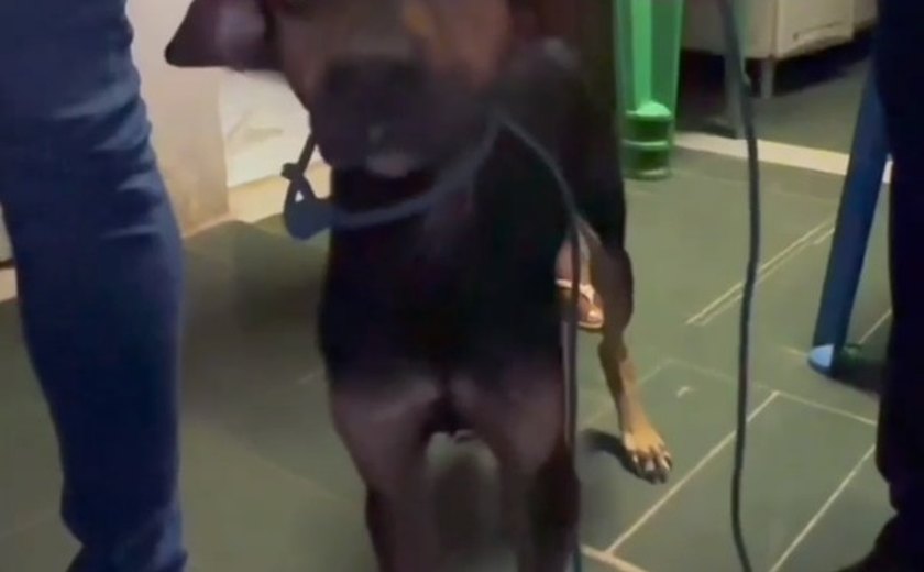 Homem suspeito de estuprar cachorro é preso por zoofilia em Maceió