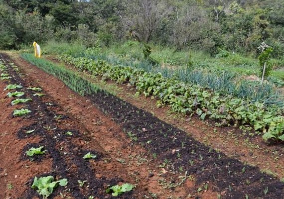 Setor de Agricultura da ONU alerta para aumento da degradação dos solos a nível mundial