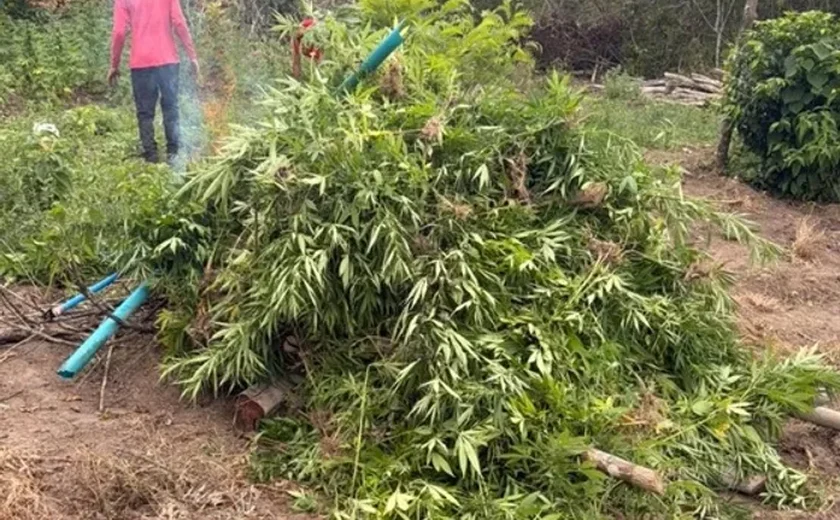 PF destrói mais de 4,2 mil pés de maconha em área do Sertão de Alagoas