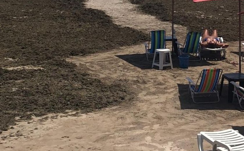 IMA/AL volta a notificar prefeitura de Maceió para retirar sargaço da praia
