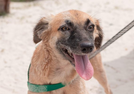 Feira de adoção de cães e gatos será realizada neste sábado (12)