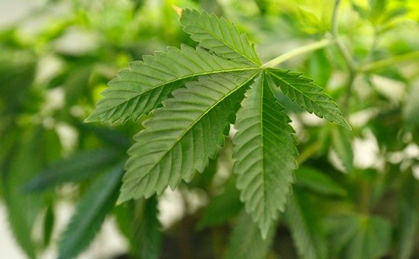 Anvisa fará consultas públicas sobre regulamentar Cannabis medicinal
