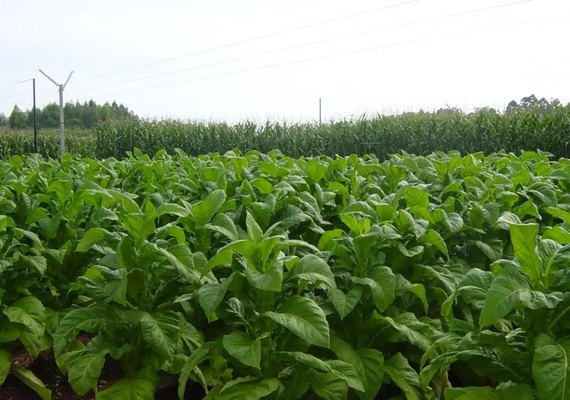 Adeal inicia trabalho de campo para manutenção de área livre do mofo azul do tabaco