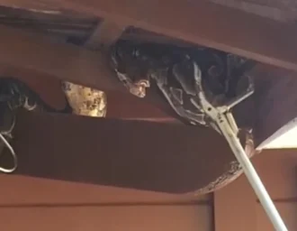 Jiboia é resgatada em telhado de residência no bairro Santa Amélia, em Maceió