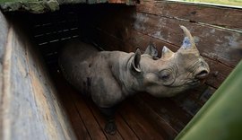 No Quênia, rinocerontes ameaçados de extinção morrem durante transporte